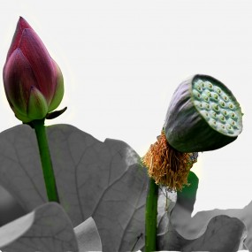 PS制作水墨荷花（2016)