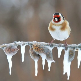 自選典藏：美妙的微觀世界