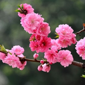 桃花园里拍桃花