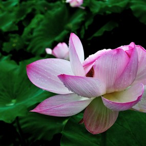 婷婷雨荷（二）