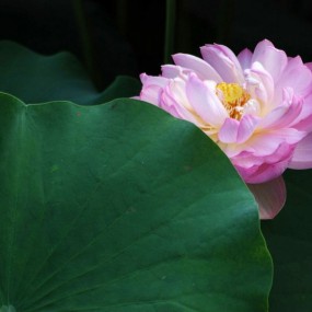 又到荷花开放时