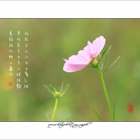 格桑花