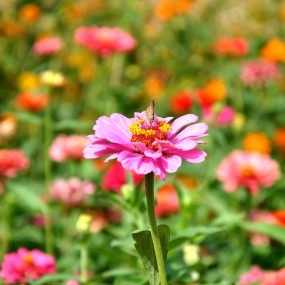 国庆节拍的几张小花