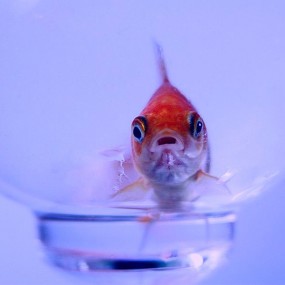 一只小鱼第二季