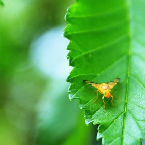假微---小虫鸣夏