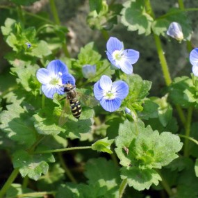 兰花花与小蜜蜂