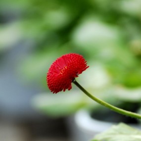 年年岁岁花相似