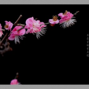 【梅花】·赞