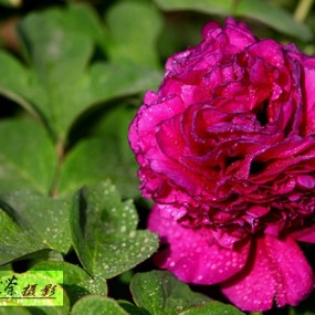 兴庆公园学拍花！