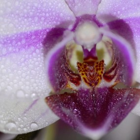 漫匀香雾  蝴蝶兰