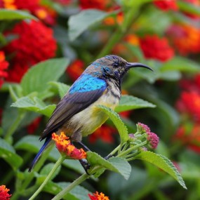 肯尼亚酒店花园里拍鸟