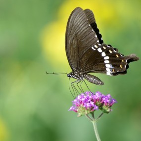 会飞的花儿----彩蝶