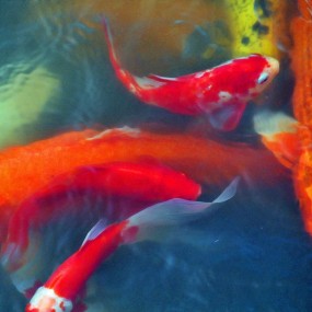 新兵蛋子献拙  欢鱼图