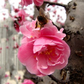 一夜春风花盛开