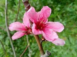 迟开的一枝映山红