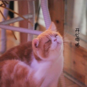 miaoway--猫路--航海王基德