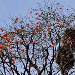 一棵挂满柿子的【枾寿星】