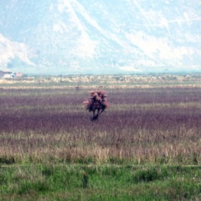 仲夏大荔黄河湿地