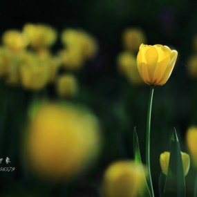 关于郁金香的传说