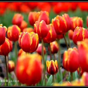 郁金香花开喜迎春