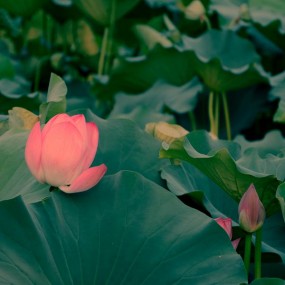 小荷才露尖尖角