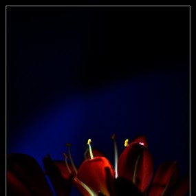 花惜若相惜，君惜我亦惜……