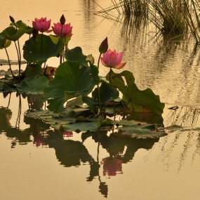 又是一年荷飘香