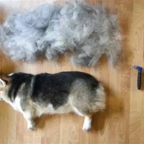 养宠物的真实状况...