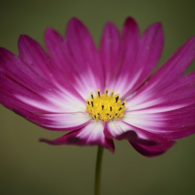 大波斯菊，我的最爱