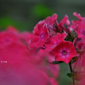 ——一组微距花草——