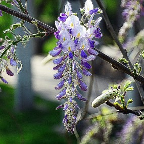 一组不起眼的小花也美丽