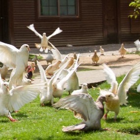 将军山下鸽子园