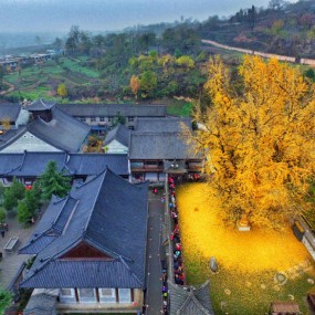 李世民栽了棵银杏树，美了1400年！