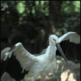 野生动物园拍鹤一组