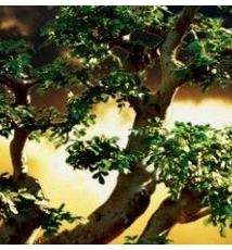 盆景"掌上风光"图