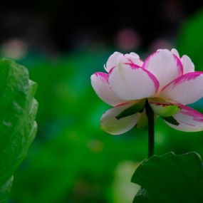 莲湖公园再拍荷花