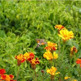 佳能G10微距-舞动的精灵