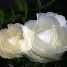 多重曝光下的玫瑰