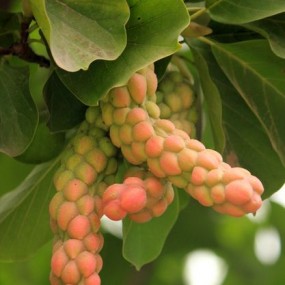 什么东东？猜出来有奖！！！