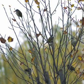 【秋·女贞树】