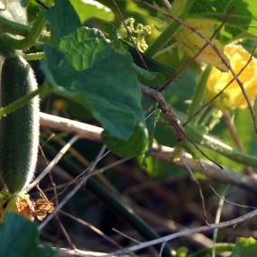 【什么瓜•什么果】