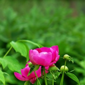 兴庆公园，那些没赶上的花一样很美！