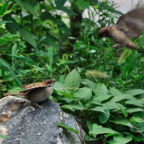 劳动公园打鸟记