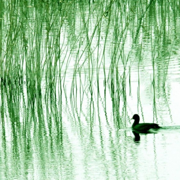 黄河湿地春暖野鸭知