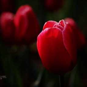 春天的花语---郁金香