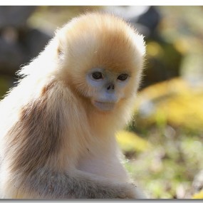 秦岭野生金丝猴