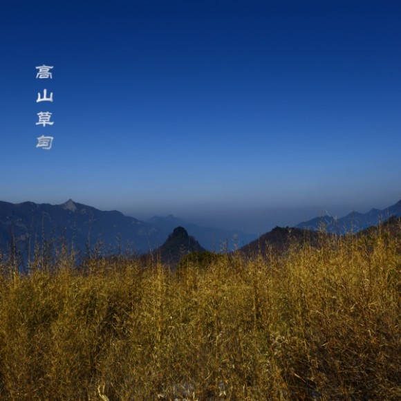 【高山草甸】