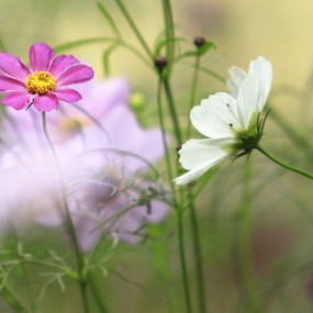 格桑花开-【航海王基德】
