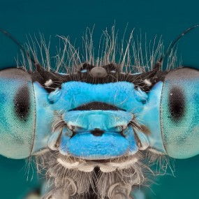 微距拍摄_航海王基德_摄影