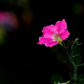 长焦扫摄花鸟一组